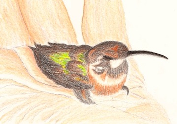 Drawing of the hummingbird, by Helen